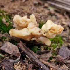 Clavulina sp. at Goulburn, NSW - 19 Jul 2024 04:21 PM