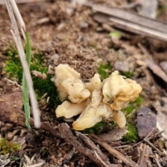 Clavulina sp. at Goulburn, NSW - 19 Jul 2024 04:21 PM