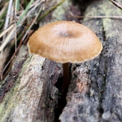 Unverified Cap on a stem; gills below cap [mushrooms or mushroom-like] at Goulburn, NSW - 19 Jul 2024 by trevorpreston