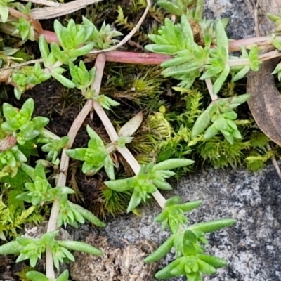 Crassula sp. (Crassula) at Goulburn, NSW - 19 Jul 2024 by trevorpreston