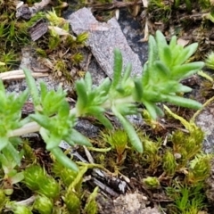 Crassula sp. at Goulburn, NSW - 19 Jul 2024