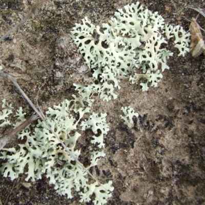 Lichen - foliose at Hattah, VIC - 23 Apr 2010 by WendyEM