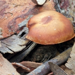 Unidentified Cap on a stem; gills below cap [mushrooms or mushroom-like] at Goulburn, NSW - 19 Jul 2024 by trevorpreston