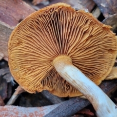 Cortinarius sp. at Goulburn, NSW - 19 Jul 2024 04:10 PM