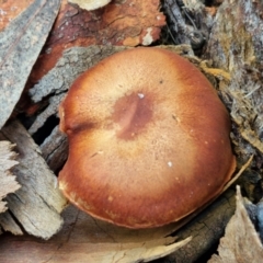 Cortinarius sp. at Goulburn, NSW - 19 Jul 2024 04:10 PM