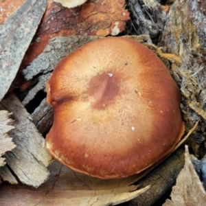 Cortinarius sp. at Goulburn, NSW - 19 Jul 2024 04:10 PM