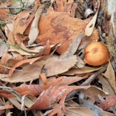 Cortinarius sp. at Goulburn, NSW - 19 Jul 2024 04:10 PM