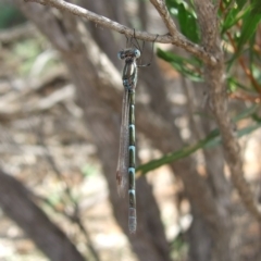 Austrolestes annulosus (Blue Ringtail) at Hattah, VIC - 23 Apr 2010 by WendyEM