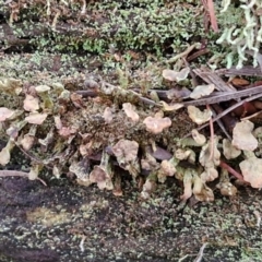 Thysanothecium scutellatum at Goulburn, NSW - 19 Jul 2024