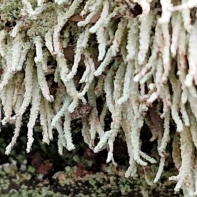 Cladonia sp. (genus) (Cup Lichen) at Goulburn, NSW - 19 Jul 2024 by trevorpreston