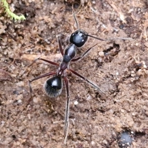 Camponotus intrepidus at Goulburn, NSW - 19 Jul 2024 04:00 PM