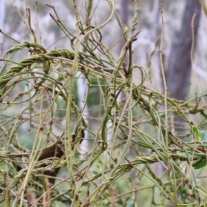 Cassytha pubescens at Goulburn, NSW - 19 Jul 2024