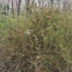 Cassytha pubescens at Goulburn, NSW - 19 Jul 2024 03:55 PM