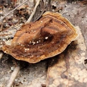 Coltricia sp. at Goulburn, NSW - 19 Jul 2024