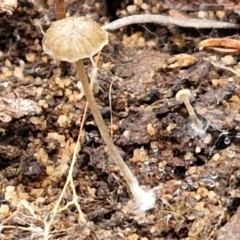 Unverified Cap on a stem; gills below cap [mushrooms or mushroom-like] at Goulburn, NSW - 19 Jul 2024 by trevorpreston