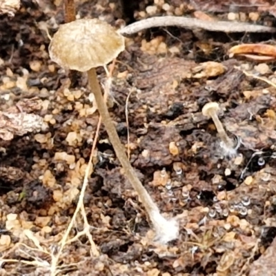 Unverified Cap on a stem; gills below cap [mushrooms or mushroom-like] at Goulburn, NSW - 19 Jul 2024 by trevorpreston