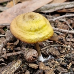 Unidentified Cap on a stem; gills below cap [mushrooms or mushroom-like] at Goulburn, NSW - 19 Jul 2024 by trevorpreston