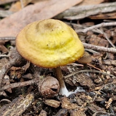 Unidentified Cap on a stem; gills below cap [mushrooms or mushroom-like] at Goulburn, NSW - 19 Jul 2024 by trevorpreston