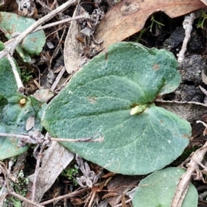 Acianthus collinus at Goulburn, NSW - suppressed