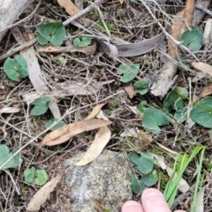 Acianthus collinus at Goulburn, NSW - suppressed