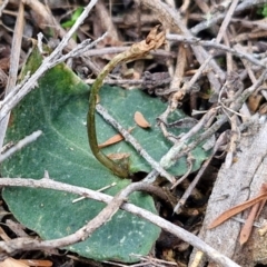 Acianthus collinus at Goulburn, NSW - suppressed