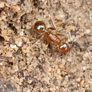 Aphaenogaster longiceps at Goulburn, NSW - 19 Jul 2024 03:28 PM