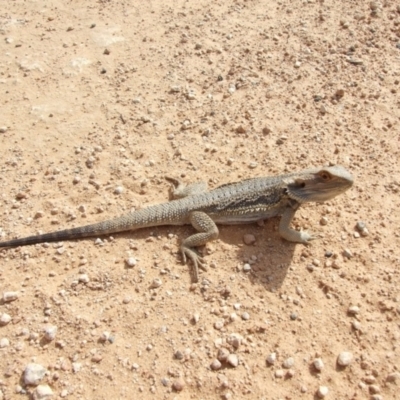 Pogona barbata at Hattah, VIC - 23 Apr 2010 by WendyEM