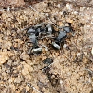 Polyrhachis sp. (genus) at Goulburn, NSW - 19 Jul 2024