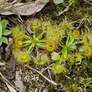 Drosera sp. at Goulburn, NSW - 19 Jul 2024