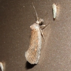 Pachybela (genus) (A Concealer moth (Eulechria group) at Gluepot, SA - 23 Apr 2010 by WendyEM
