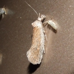 Pachybela (genus) at Gluepot, SA - suppressed