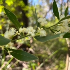 Acacia myrtifolia (Myrtle Wattle) at Ulladulla, NSW - 19 Jul 2024 by Clarel