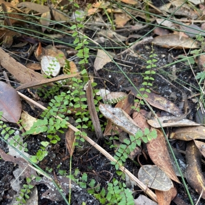 Lindsaea linearis (Screw Fern) at Ulladulla, NSW - 19 Jul 2024 by Clarel