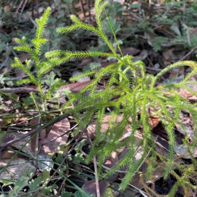 Pseudolycopodium densum (Bushy Club Moss) at Ulladulla, NSW - 19 Jul 2024 by Clarel