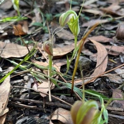 Pterostylis grandiflora (Cobra Greenhood) at Ulladulla, NSW - 19 Jul 2024 by Clarel