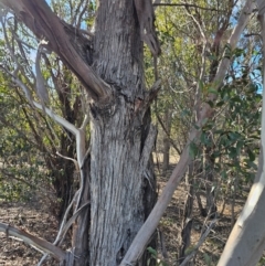 Eucalyptus (genus) (A Gum Tree) at Whitlam, ACT - 19 Jul 2024 by Jiggy