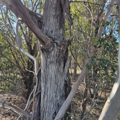Eucalyptus (genus) (A Gum Tree) at Whitlam, ACT - 19 Jul 2024 by Jiggy