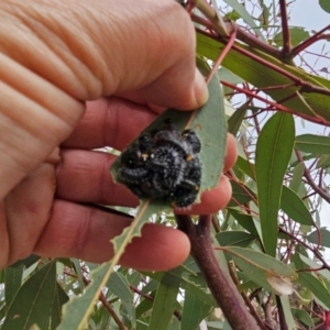 Perga sp. (genus) at Whitlam, ACT - 19 Jul 2024