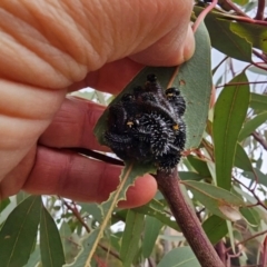 Perga sp. (genus) at Whitlam, ACT - 19 Jul 2024