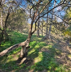 Acacia baileyana at Whitlam, ACT - 19 Jul 2024