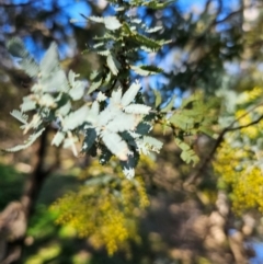 Acacia baileyana at Whitlam, ACT - 19 Jul 2024