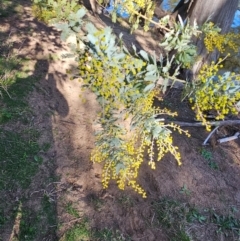 Acacia baileyana at Whitlam, ACT - 19 Jul 2024