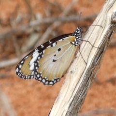 Danaus petilia at Gluepot, SA - 24 Apr 2010 by WendyEM