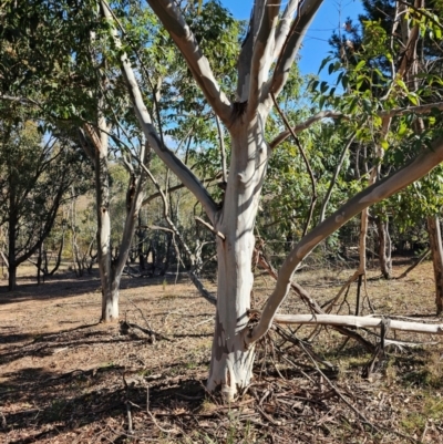 Eucalyptus (genus) (A Gum Tree) at Whitlam, ACT - 19 Jul 2024 by Jiggy