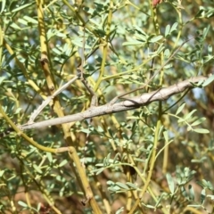 Archimantis quinquelobata (A praying mantis) at Gluepot, SA - 24 Apr 2010 by WendyEM