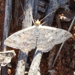 Scopula rubraria (Reddish Wave, Plantain Moth) at Gluepot, SA - 25 Apr 2010 by WendyEM