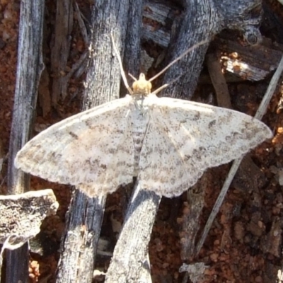 Scopula rubraria (Reddish Wave, Plantain Moth) at Gluepot, SA - 25 Apr 2010 by WendyEM