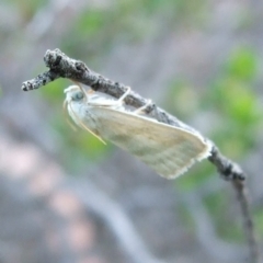 Earias paralella (Three-barred Earis) at Gluepot, SA - 25 Apr 2010 by WendyEM