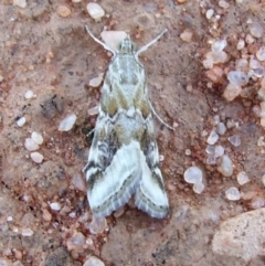 Hellula hydralis (Cabbage Centre Moth) at Gluepot, SA - 25 Apr 2010 by WendyEM