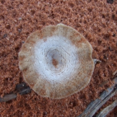 Unidentified Cup or disk - with no 'eggs' at Gluepot, SA - 25 Apr 2010 by WendyEM